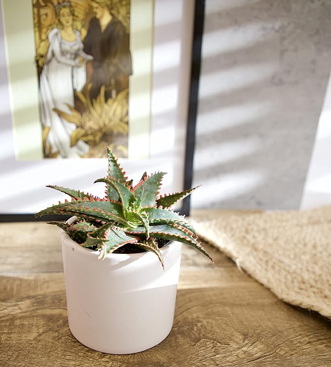 Live Aloe Plant Succulents, Succulents Plants Live in Potting Soil Mix, Potted Succulents Live Plants, Star Aloe Plants Live with Cacti Pots, Cactus Plants Live Succulent Plants by Plants for Pets