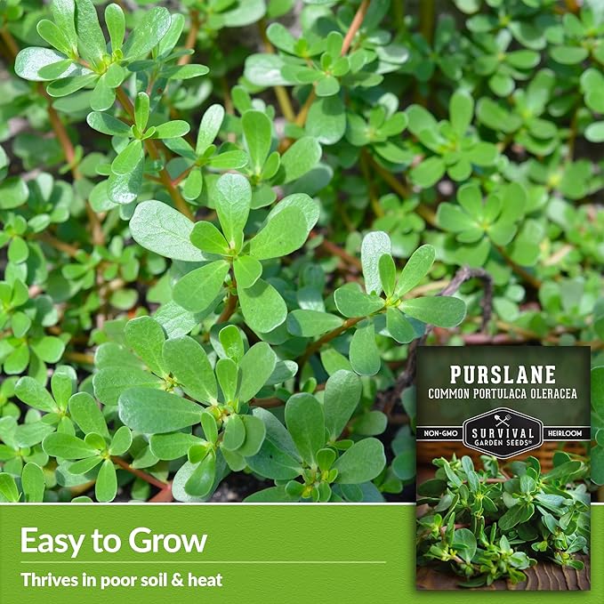 Common Purslane Seed for Planting - 1 Packet with Instructions to Plant & Grow Green Portulaca Oleracea in Your Home Vegetable Garden - Non-GMO Heirloom Variety Vegetable Seed - Survival Garden Seeds