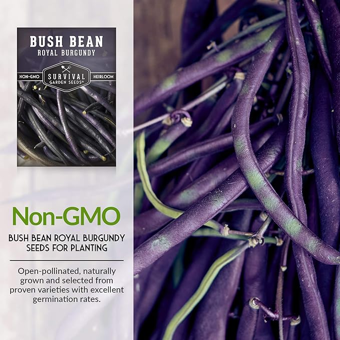 Survival Garden Seeds - Royal Burgundy Bean Seed for Planting - Packet with Instructions to Plant and Grow Stringless Purple Bush Beans in Your Home Vegetable Garden - Non-GMO Heirloom Variety