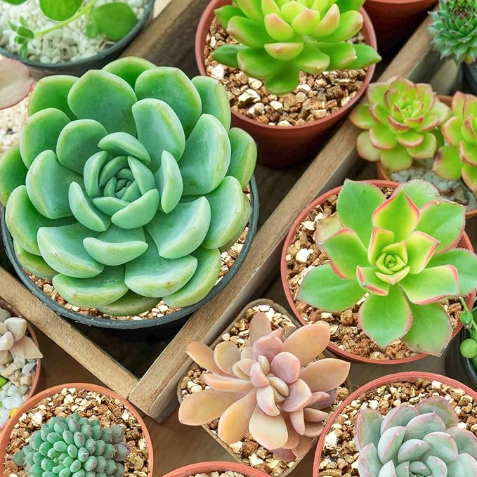 Halatool 4 QT Horticulture Vermiculite Professional Soil Addictive Coarse Grade Vermiculite for Plants Gardening Mushrooms Seed Starting Cat Grass