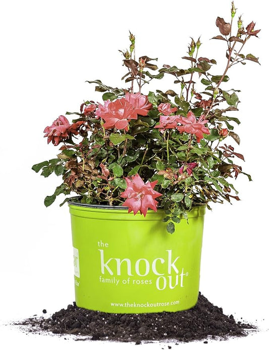 PERFECT PLANTS Double Red Knock Out Rose Live Plant, 3 Gallon, Includes Care Guide