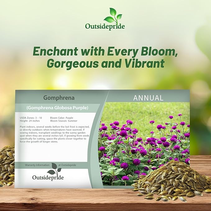 Outsidepride 2000 Seeds Annual Purple Gomphrena Globosa Flower Seed for Planting