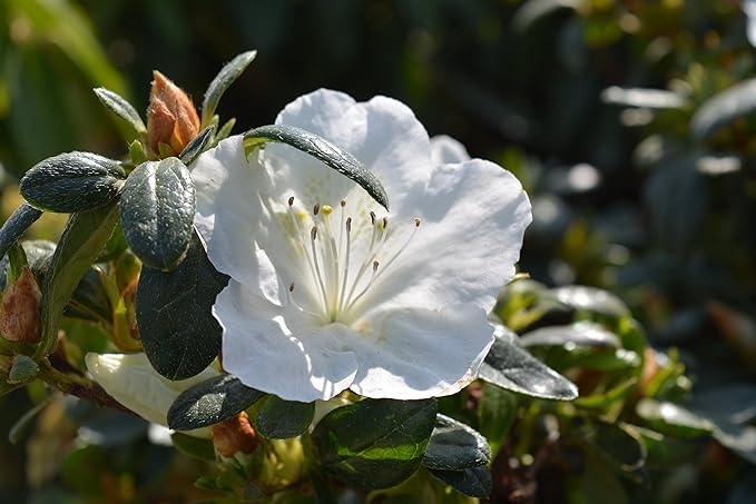 Azalea 'Girard's Pleasant White' (Azalea) Shrub, white flowers, #3 - Size Container