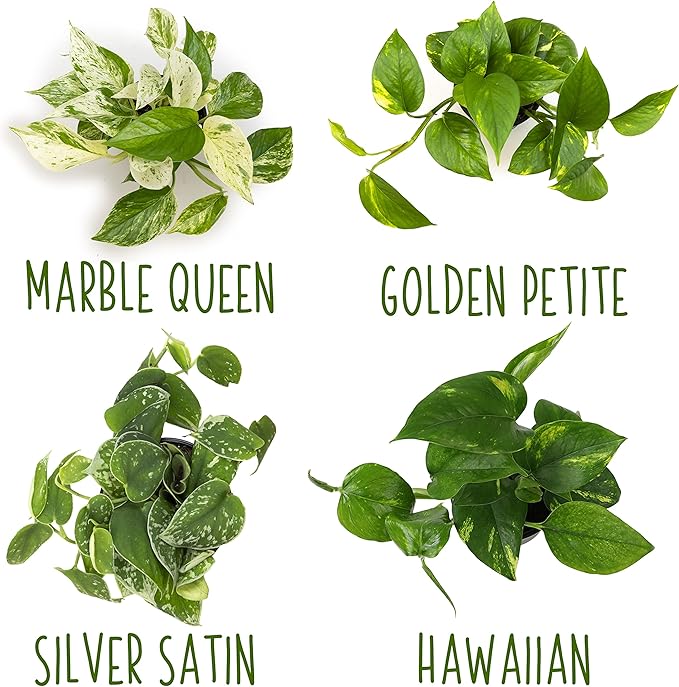 Altman Plants, Live Pothos Plants (4PK) Indoor Plants Live Houseplants, Pothos Live Plant House Plants Indoors Live Plants, Money Plant Indoor Pothos Plant Decor, Devils Ivy Trailing Plants Live