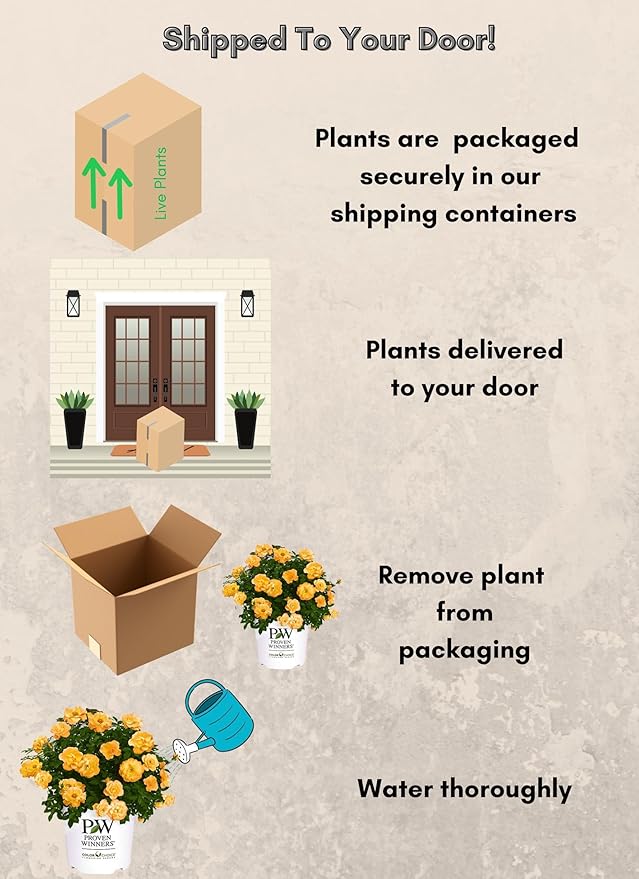 Proven Winners 2 Gallon Sunorita Rose