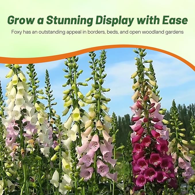 Outsidepride Digitalis Purpurea Foxy Foxglove Seeds – 5000 Pcs Biennial, Prolific, Tall Growing Flower Seeds w/Pollinator-Friendly Blooms for Shaded Gardens & Outdoor Landscapes (AAS Winner)