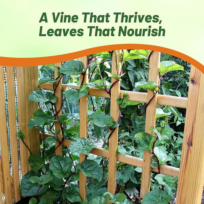 Outsidepride 200 Seeds Perennial Basella Rubra Malabar Spinach Herb Seeds for Planting