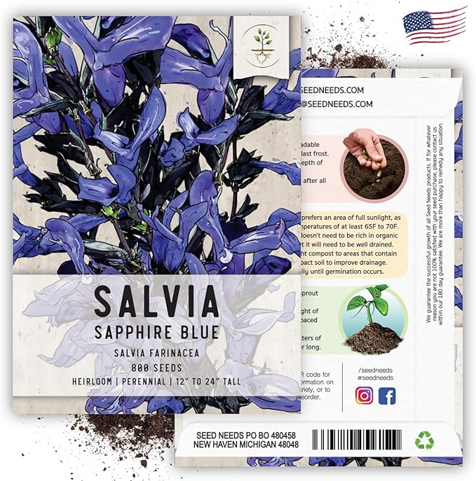 Seed Needs Sapphire Blue Sage Seeds for Planting - Heirloom & Open Pollinated Salvia - Grow a Butterfly Garden with Perennial Flowering Plants (5 Packs)