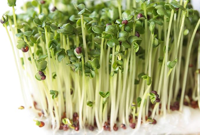 Nature Jims Sprouts Broccoli Sprout Seeds - Certified Organic Broccoli Sprouting Seeds for Indoor/Outdoor Use - Rich in Sulforaphane Healthy, Nutritious Broccoli Seeds Sprout in 5 Days - 8oz
