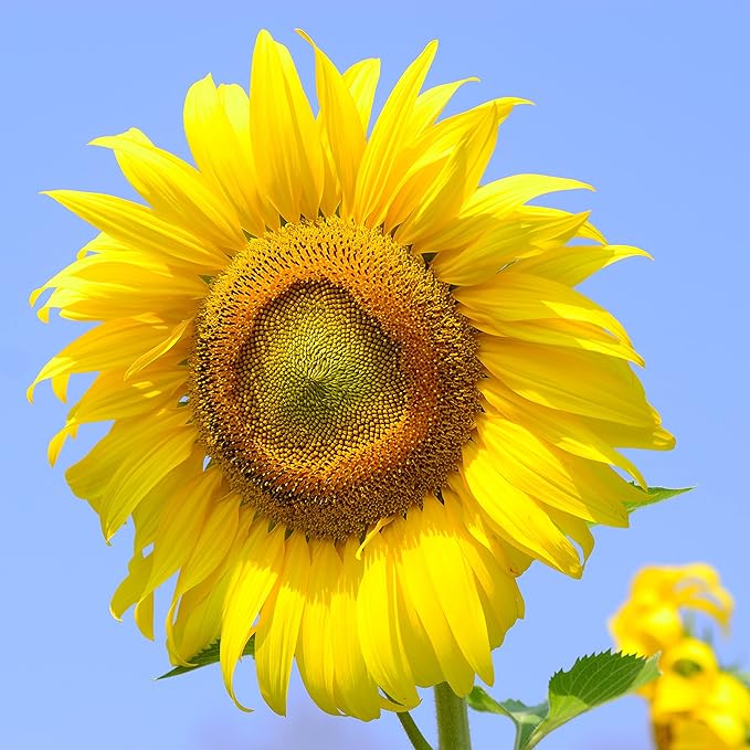 The Old Farmer's Almanac Sunflower Seeds (Mammoth Gray Stripe) - Approx 80 Flower Seeds - Premium Non-GMO, Open Pollinated, USA Origin