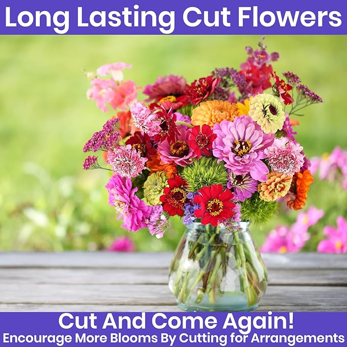 NatureZ Edge Zinnia Seeds for Planting Outdoors, Flower Seeds, Bulk Semillas De Flores para Sembrar, 5 Pack