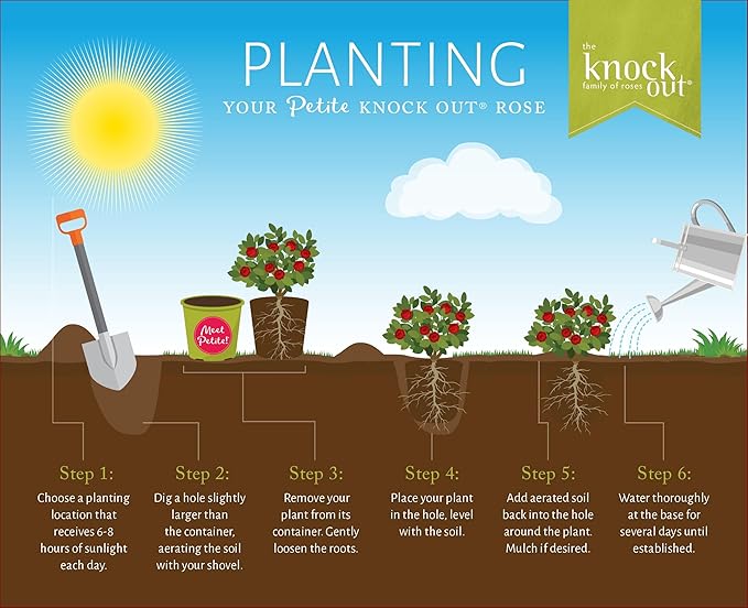 6qt Petite Knockout Red Rose