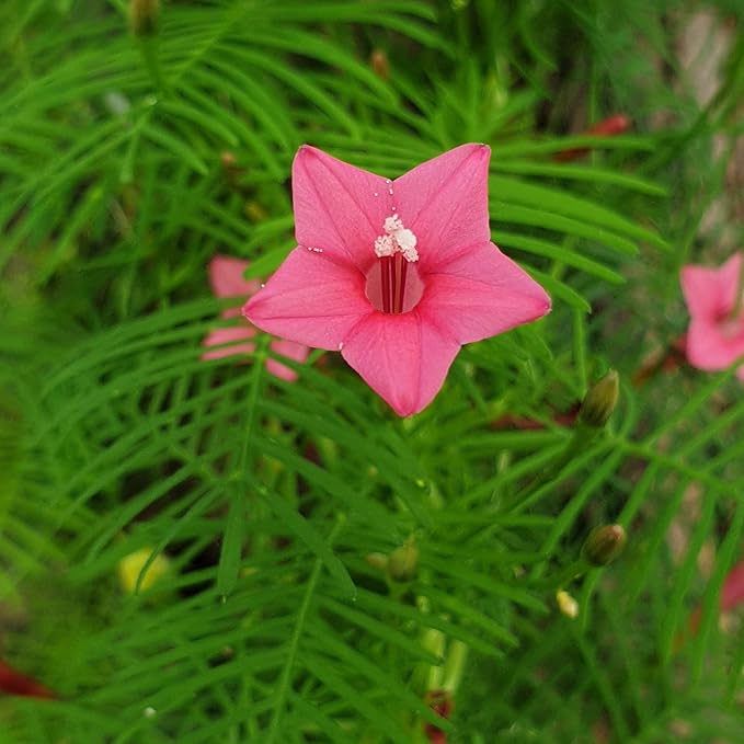 Outsidepride 100 Seeds Annual Rose Cypress Vine Flower Seeds for Planting