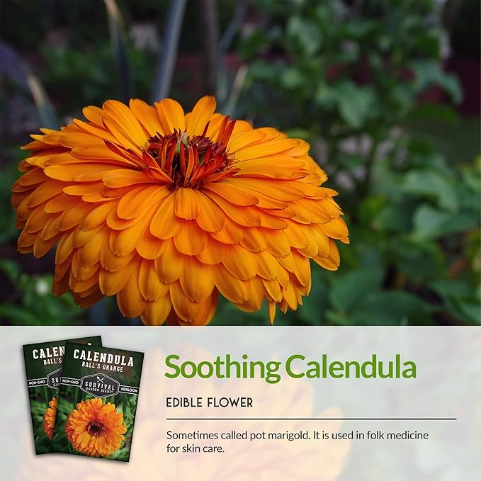 Ball's Orange Calendula Seed for Planting - 3 Packets with Instructions to Plant & Grow Medicinal Herb Plants in Your Home Vegetable Garden - Non-GMO Heirloom Variety - Survival Garden Seeds