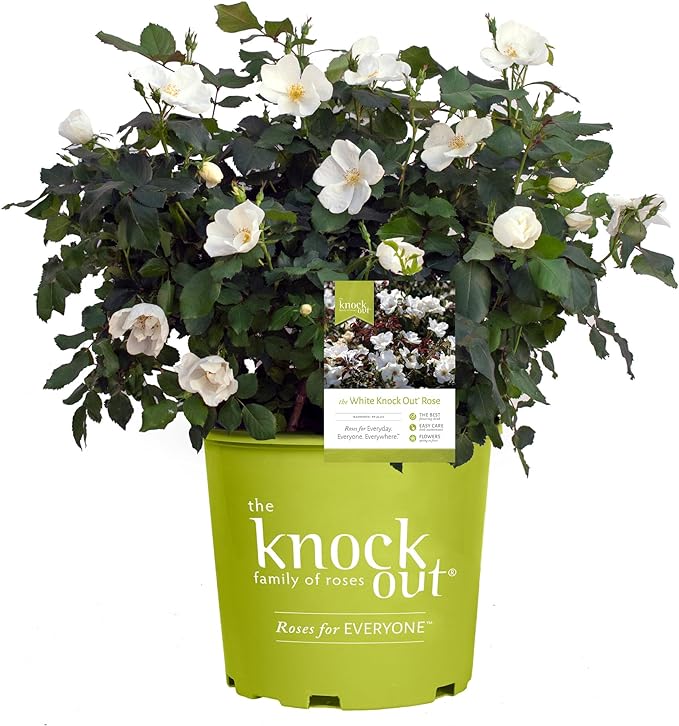 2 Gallon Knock Out Rose White Shrub