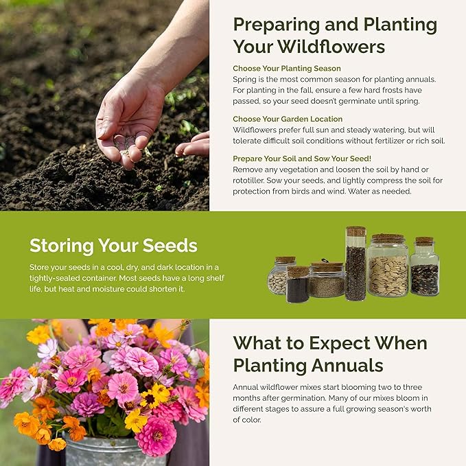 Eden Brothers Orange Sherbet Flower Mixed Seeds for Planting, 1 lb, 480,000+ Seeds with Cosmos Picotee, Bright Lights | Attracts Pollinators, Plant in Spring or Fall, Zones 3, 4, 5, 6, 7, 8, 9, 10