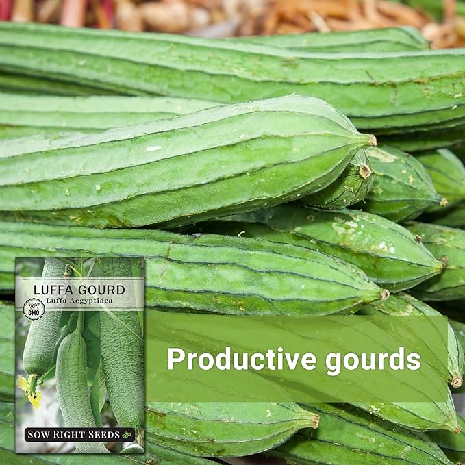 Sow Right Seeds - Luffa Gourd Seed for Planting - Non-GMO Heirloom Packet with Instructions to Plant a Home Vegetable Garden - Grow Your Own Loofah Sponge at Home - Show Off Unique Gourds (4)