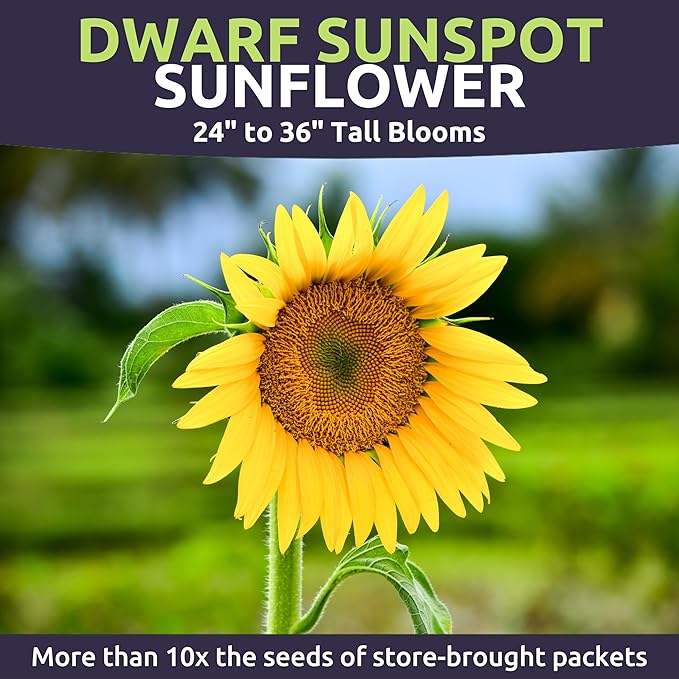 Dwarf Sunspot Sunflower - Large 1 Ounce Packet - 1,250 Flower Seeds for Planting - Helianthus annuus