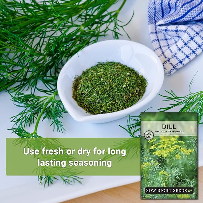 Sow Right Seeds - Dill Seed for Planting - Non-GMO Heirloom Packet with Instructions to Plant and Grow Herb Garden - Indoors or Outdoors - Homemade Dill Pickles - Wonderful Companion Plant (3)