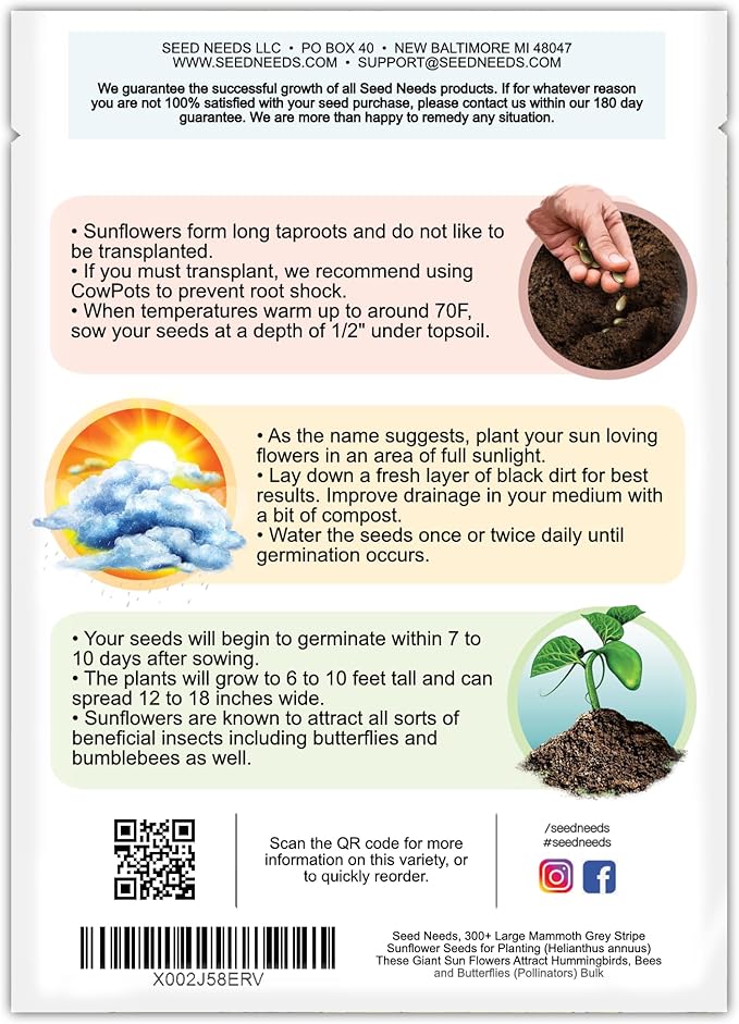 Seed Needs, 1 Ounce 300+ Mammoth Sunflower Seeds to Plant (Helianthus annuus Grey Stripe) Grow Tall Giant Sun Flowers! Flower Seeds Attract Bees and Birds to The Garden - Bulk