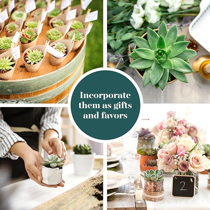 Shop Succulents Rosette Succulent Plant Pack Bulk Collection - Live Mini Succulent Plants, Low Maintenance, Floral Shaped Mix of Colors & Textures - Wedding and Party Favors, Gift & Garden, Pack of 20