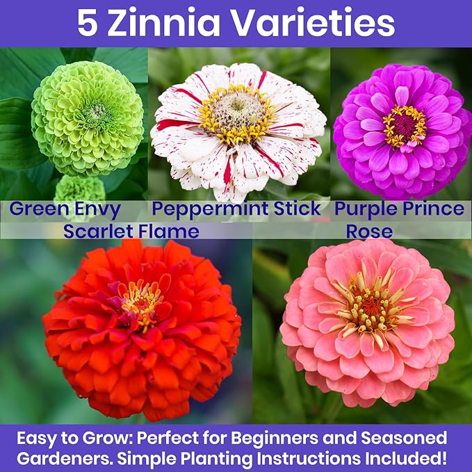 NatureZ Edge Zinnia Seeds for Planting Outdoors, Flower Seeds, Bulk Semillas De Flores para Sembrar, 5 Pack