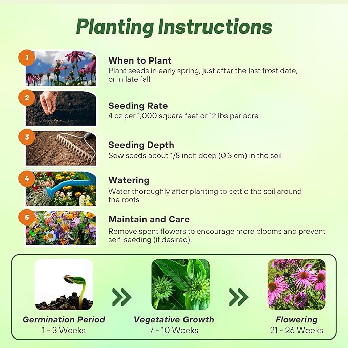 Outsidepride 1 lb. Perennial Echinacea Purple Coneflower Wild Flowers Seeds for Planting