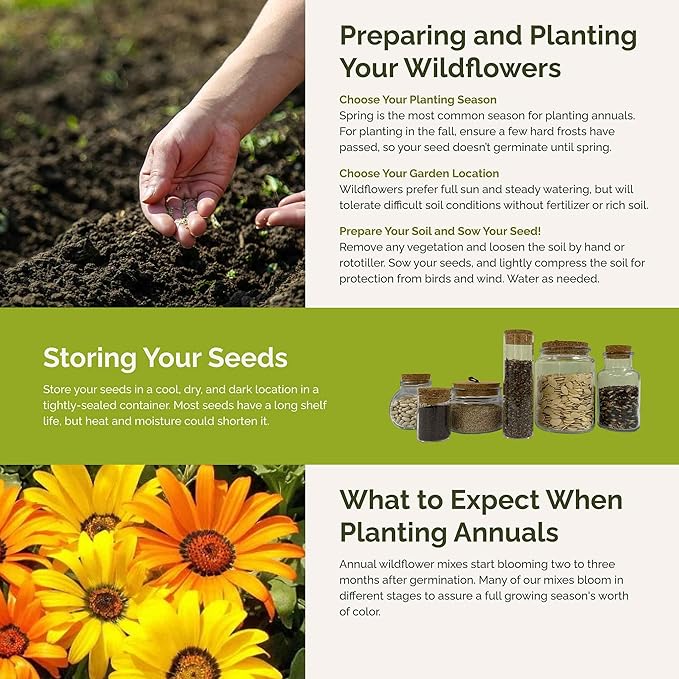 Eden Brothers Royal Meadow Flower Mixed Seeds for Planting, 1/4 lb, 120,000+ Seeds with Morning Glory, African Daisy | Attracts Pollinators, Plant in Spring or Fall, Zones 3, 4, 5, 6, 7, 8, 9, 10