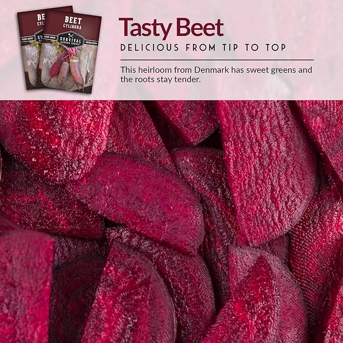 Survival Garden Seeds - Cylindra Beet Seed for Planting – Packet with Instructions to Grow Dark Red Beets in Your Home Vegetable Garden - Non-GMO Heirloom Variety