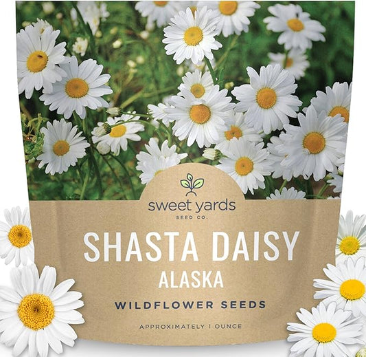 Shasta Daisy Alaska - Large 1 Ounce Packet - 20,000 Flower Seeds for Planting - Leucanthemum × superbum