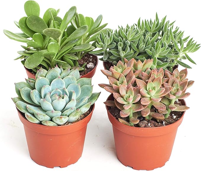 Shop Succulents Assorted Succulent Plant Pack Collection, Live 4" Succulent Plants, Low Maintenance, Mixture of Colors & Textures - Wedding and Party Favors, Gift & Garden, Pack of 4