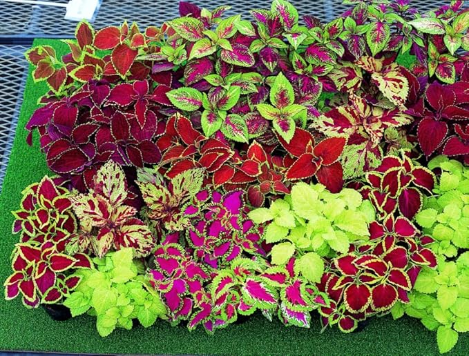100+ Seeds Coleus Variety Mix (Black Dragon, Chocolate Covered Cherry, Wizard Coral Sunrise, French Quarter, Watermelon, Wizard Rose, Wizard Jade) - Flower Multicolor
