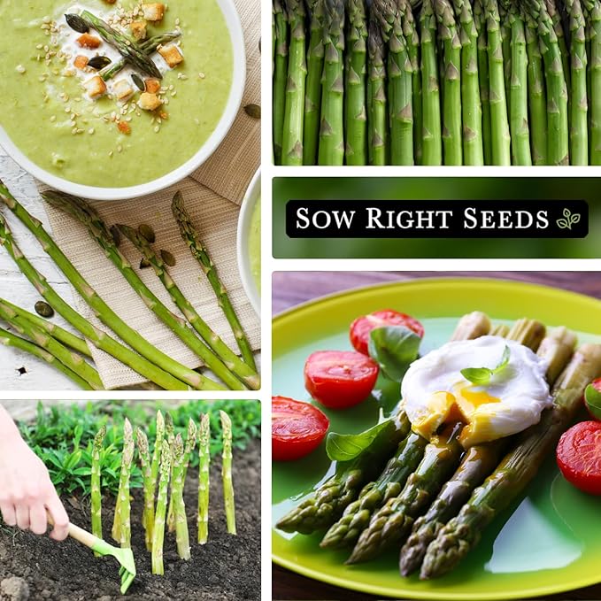 Sow Right Seeds - Mary Washington Asparagus Seed for Planting - Non-GMO Heirloom Packet with Instructions to Plant an Outdoor Home Vegetable Garden - Classic Perennial Stalks with Hearty Flavor (2)