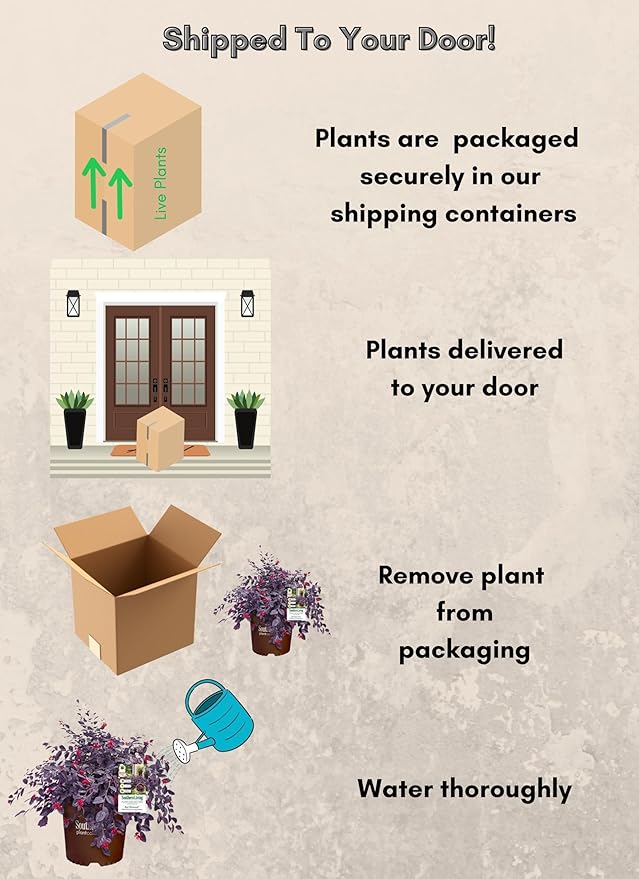 2 Gallon Southern Living Loropetalum Red Diamond Shrub