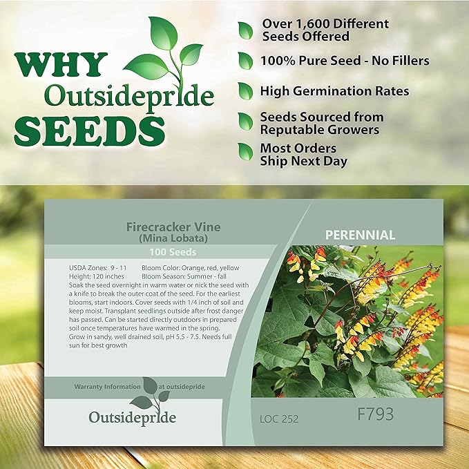 Outsidepride 200 Seeds Perennial Mina Lobata Firecracker Flowering Vine Seeds for Planting