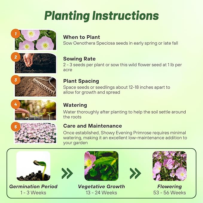 Outsidepride 1/2 lb. Perennial Oenothera Speciosa Showy Evening Primrose Wild Flower Seeds for Planting