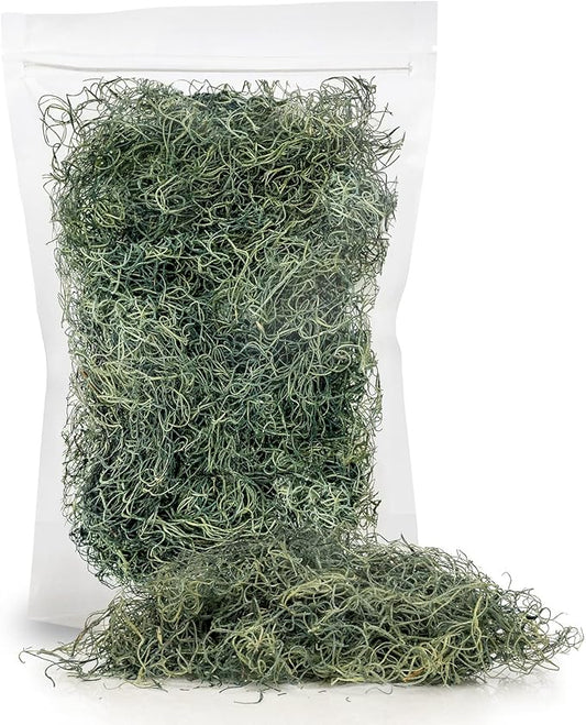 Premium Spanish Moss in Basil| Natural Preserved - Great Ground Cover - Filler for Potted Plants - by GARDENERA - 1 Quart Bag