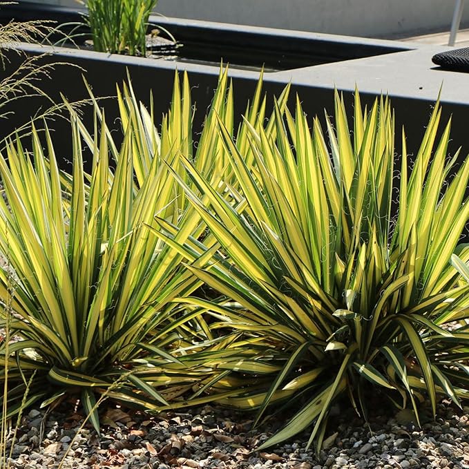 Shrub Color Guard Yucca, 2.25 Gal, Creamy White and Dark Green