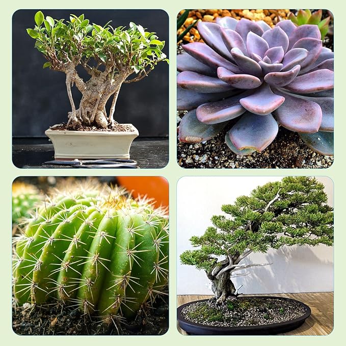 Bonsai Soil Mix Ready to Use (2qt), Premium Fast Draining Organic All Purpose Potting Mix for All Varieties of Bonsai