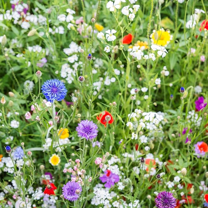 Illinois Wildflower Seed Mix, Covers 325 Sq Ft, 16 Flower Varieties, Over 40,000 Seeds, Created By Nature
