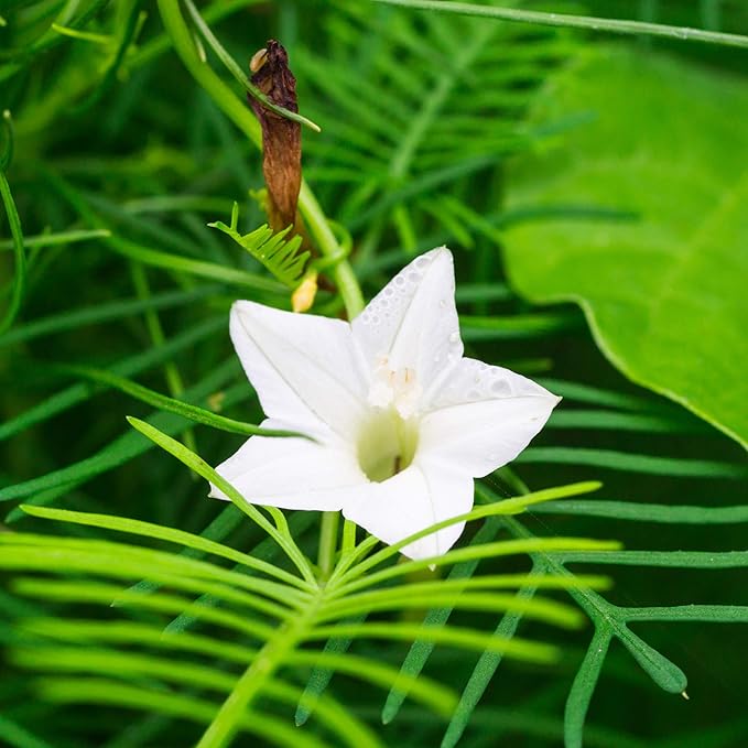 Outsidepride 200 Seeds Annual White Cypress Vine Flower Seeds for Planting