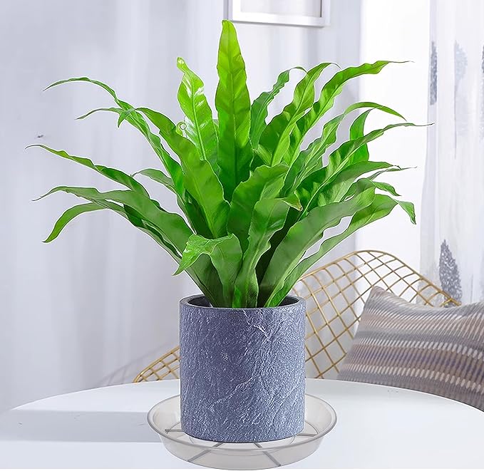 6 Pack Plant Saucer Drip Tray 7 8 inch, Plant Drainage Trays, Heavy Sturdy Plastic Planter Flower Pot Saucers for Indoor Outdoor Garden, Plant Water Drip Trays for pots (8", Grey)