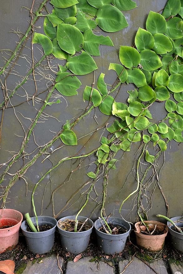 Shingle Plant Soil Mix - Specially Formulated for Strong Root Development - 2 Quart