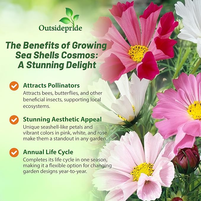 Outsidepride 500 Seeds Annual Cosmos Bipannatus Sea Shells Cut Flower Seed Mix for Planting