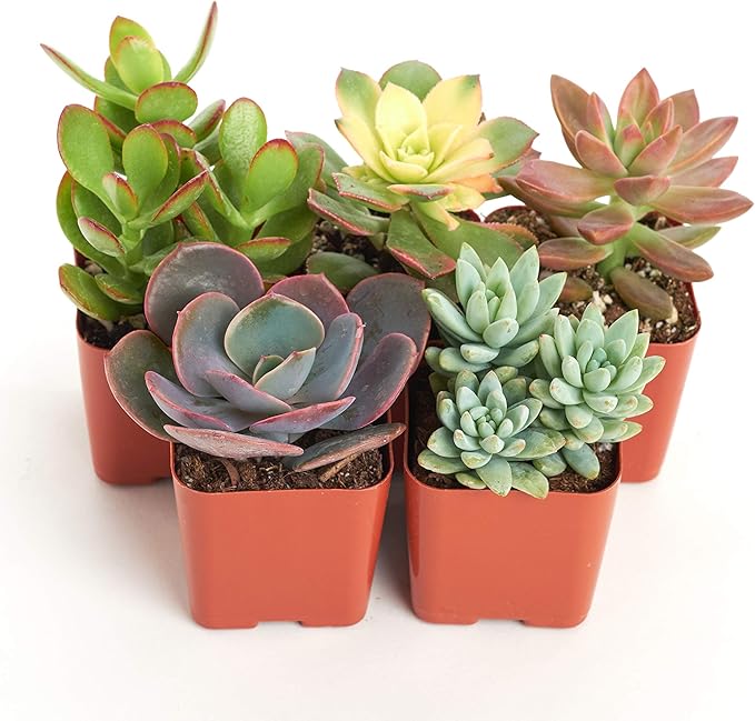 Shop Succulents Unique Succulent Plant Pack Collection - Live Mini Succulent Plants, Low Maintenance, Exceptional Colors & Textures - Wedding and Party Favors, Gift & Garden, Pack of 5