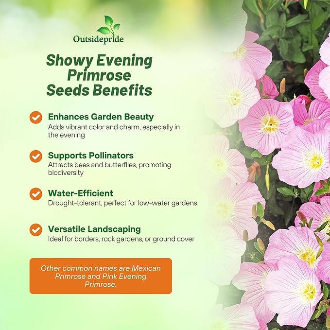 Outsidepride 1/2 lb. Perennial Oenothera Speciosa Showy Evening Primrose Wild Flower Seeds for Planting