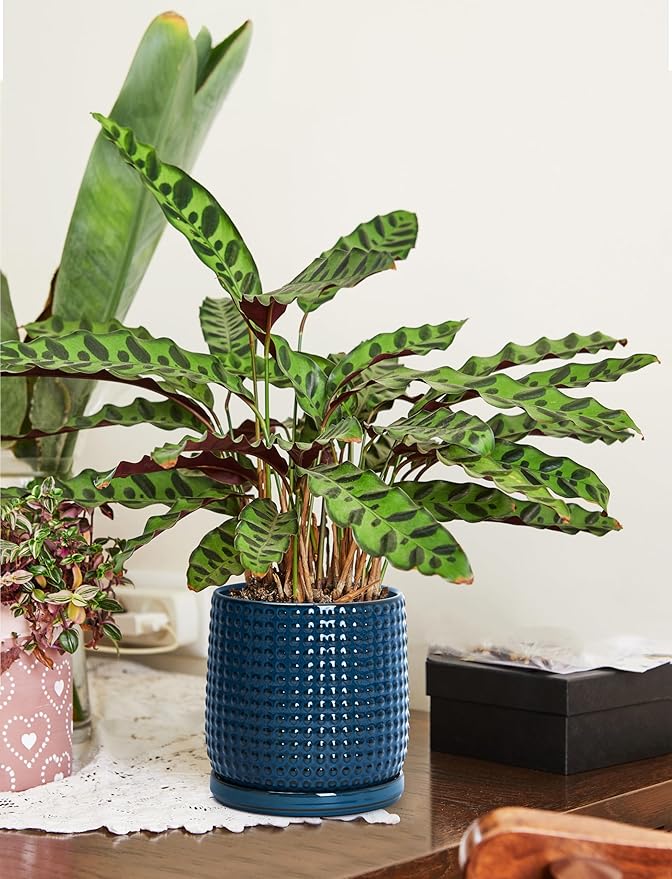 D'vine Dev 6 Inch Ceramic Beaded Stoneware Planter Pot - Flower Pot with Drainage Holes and Saucers for Indoor Succulent Plants or Flowers, Blue, 27-C-X-3