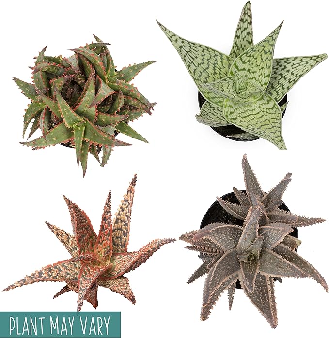 Live Aloe Plant Succulents, Star Aloe Plants Live with White Planter, Succulents Plants Live in Potting Soil Mix, Potted Succulents Live Plants, Cactus Plants Live Succulent Plants by Plants for Pets