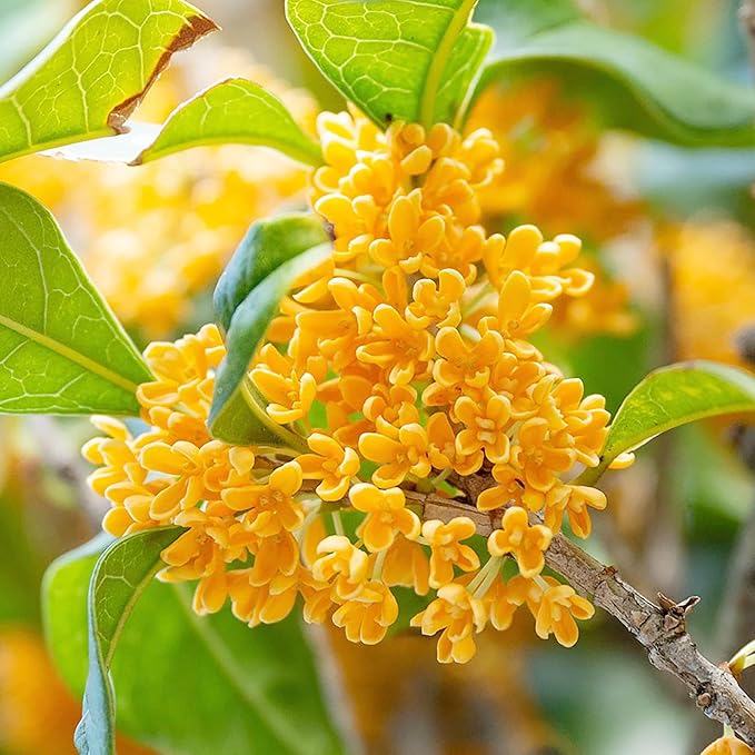 Osmanthus Fragrans Seeds Fragrant Olive, Sweet Olive Hardy Evergreen Shrub Drought Tolerant Hedges Screens Specimen Plants Containers Outdoor 20Pcs Flower Seeds by YEGAOL Garden