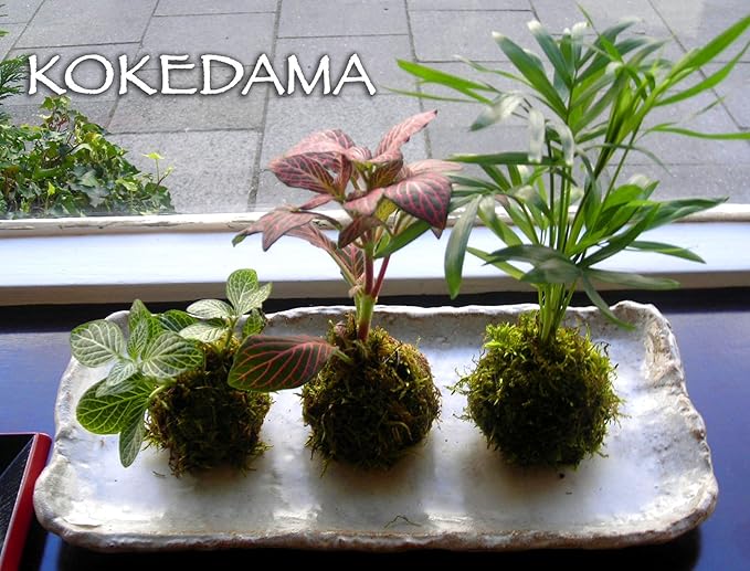 Kokedama soil (1kg)